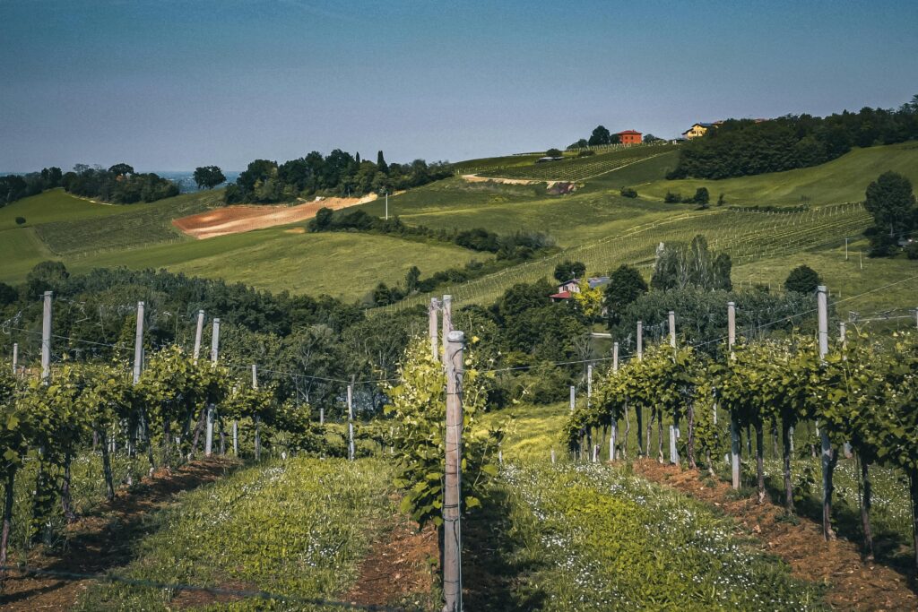 vineyards